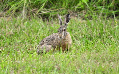 Feldhase ( Lepus timdus ) sitzt im Gras