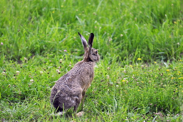 Feldhase ( Lepus timdus ) sitzt im Gras