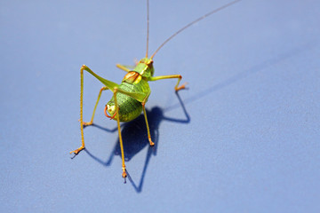 Grashüpfer von hinten