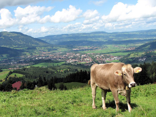 Fototapeta na wymiar Pastwisko Cow
