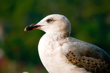Seagull on the green background