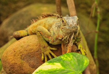 Green Iguana