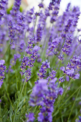 Obraz premium _MG_0066.jpg