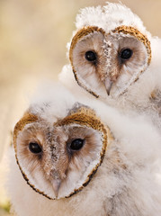 Fototapeta premium baby owl chick