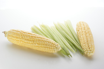 Maiskolben frisch geerntet