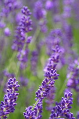 Lavendel