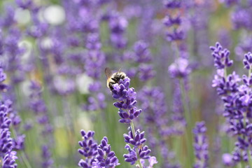 Lavendel