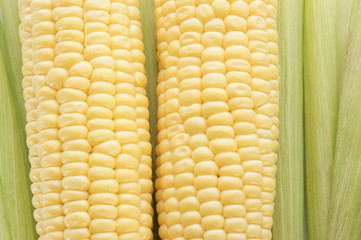 Maiskolben frisch geerntet