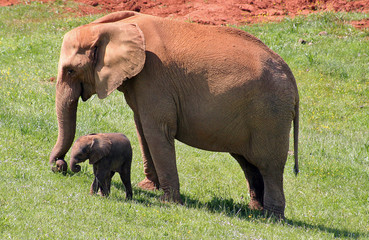 elefante africano