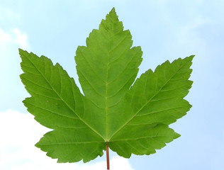 Ahornblatt vor blauem Himmel