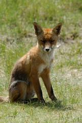 Fototapeta premium A beautiful fox (Vulpes vulpes)