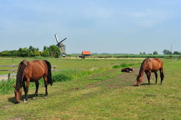 typical dutch landscape with windmill and horses on farmland