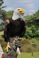 American bald eagle