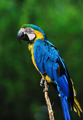 beautiful blue-and-yellow macaw (Ara ararauna)