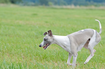 Hund auf der Wiese