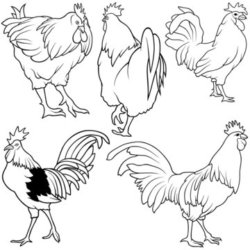 Rooster Set 2 - black hand drawn illustration