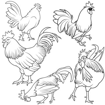 Rooster Set 1 - black hand drawn illustration
