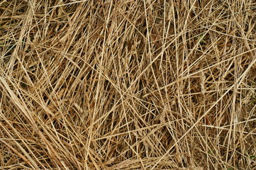 texture background of hay
