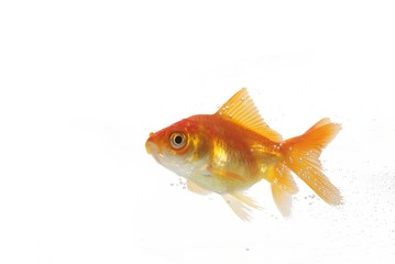Obraz premium gold fish