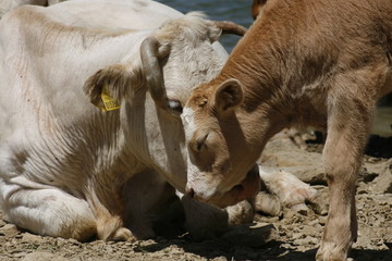 Cow with calf caressing