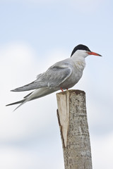 river tern on a column