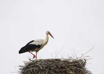 stork in the nest