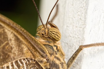 Schmetterling7