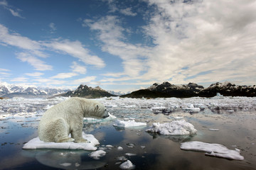 Sad Polar bear because of global warming - 15355999