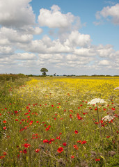 poppies with oil seed crop