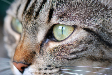 Regard de chat