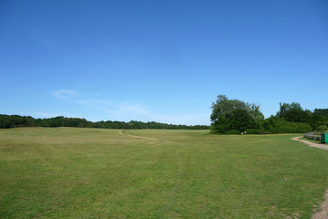 Hainault Forest Landscape 5