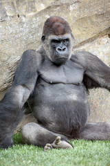 Male of gorilla in bioparc in Valencia, Spain