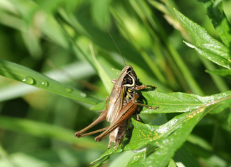 grasshopper