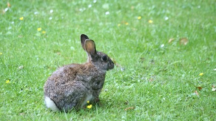 Baby hare