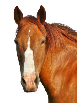 Horse's Head