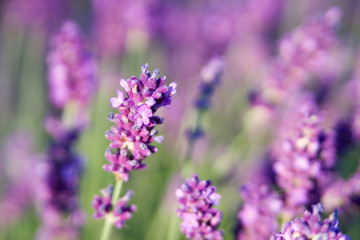 Lavender in summer with short depth of field
