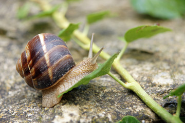Escargot de Bourgogne