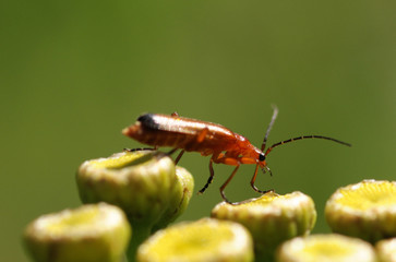 Cantharis fusca