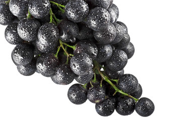 Uva Nera 5 09