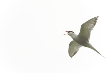 Common Tern