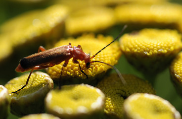 Cantharis fusca