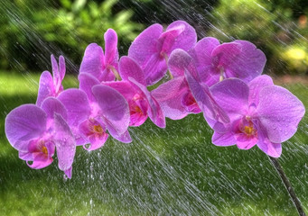 orchid in rain