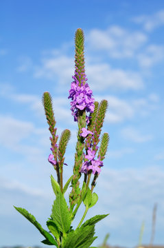 Fototapeta Hoary Vervain (Verbena stricta) Wildflower