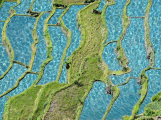 Obraz premium rizieres azul