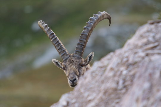 Stambecco