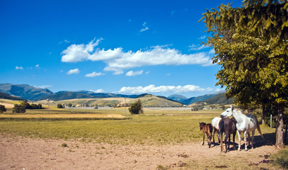 Obraz premium Cavalli