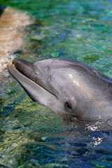Dolphin..