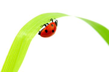 Fototapeta premium ladybug on grass