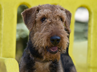 Airedale terrier dog at the park