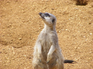 Fototapeta premium prairie dog